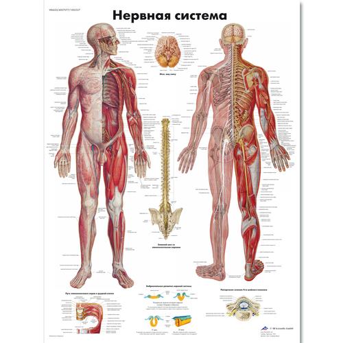 Медицинский плакат "Нервная система человека", 1002327 [VR6620L], Gehirn und Nervensystem