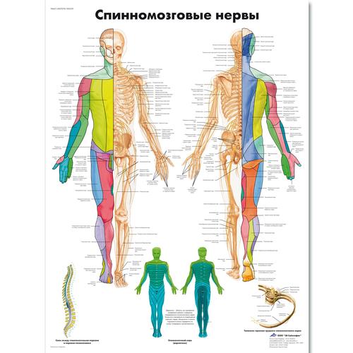 Медицинский плакат "Спинномозговые нервы человека", 1002329 [VR6621L], Cervello e del sistema nervoso