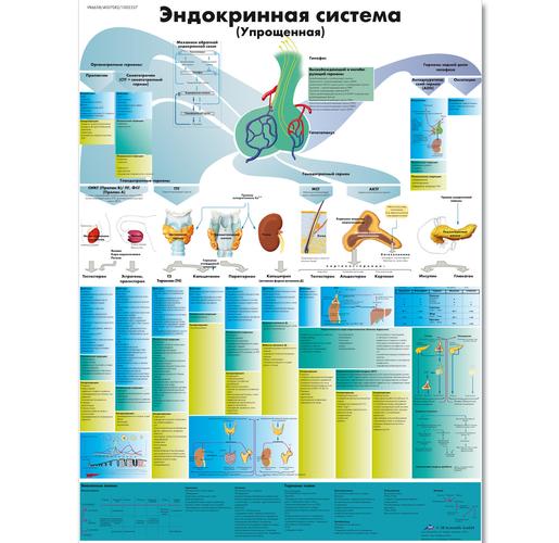 Анатомический плакат "Эндокринная система", 1002337 [VR6638L], Glandes
