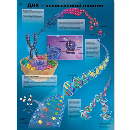 Медицинский плакат "ДНК - генотип человека", 1002341 [VR6670L], Плакаты по клеткам и тканям человека