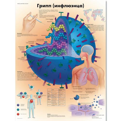 Медицинский плакат "Грипп (инфлюэнца)", 1002349 [VR6722L], Parasitaires, virales ou Infection bactérienne