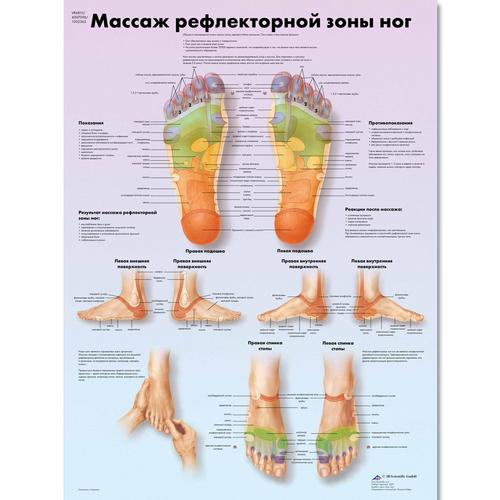 Foot Reflex Zone Massage Chart, 1002365 [VR6810L], Acupuncture