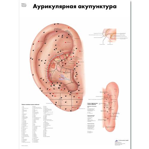 Медицинский плакат "Акупунктура уха", 1002369 [VR6821L], Acupuncture