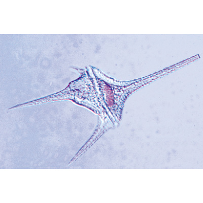 Protozoák - Német nyelvű, 1003847 [W13001], Gerinctelenek (Invertebrata)