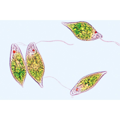 Protozoa - Portuguese Slides, 1003849 [W13001P], 显微镜载玻片