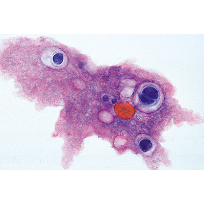 Organismi unicellulari (protozoi), 1003849 [W13001P], Micropreparati LIEDER