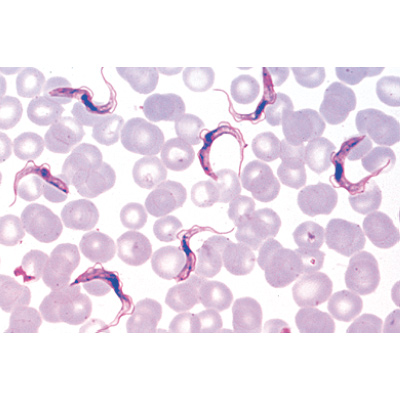 Protozoa - Spanish Slides, 1003850 [W13001S], Spanish
