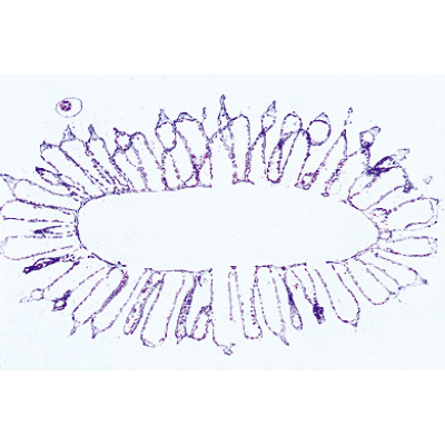 Coelenterata and Porifera - German Slides, 1003851 [W13002], Microscope Slides LIEDER