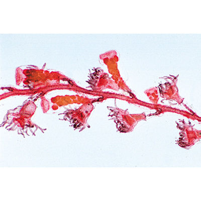 Cœlenterata et Porifera - Allemand, 1003851 [W13002], Lames microscopiques Allemand