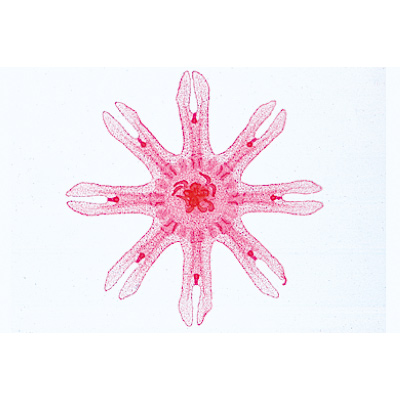 Schwämme und Hohltiere (Coelenterata, Porifera), Almanca (10'lu), 1003851 [W13002], Mikroskop Kaydırıcılar LIEDER