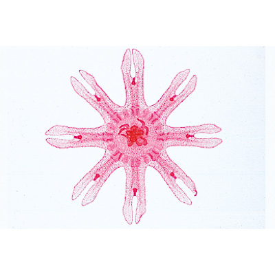 Coelenterata and Porifera - French Slides, 1003852 [W13002F], 프랑스어