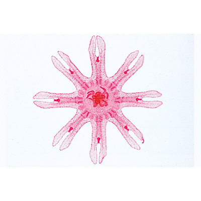 Coelenterata and Porifera - Portuguese Slides, 1003853 [W13002P], Portuguese