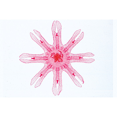Spugne e celenterati (Coelenterata, Porifera), 1003854 [W13002S], Spagnolo
