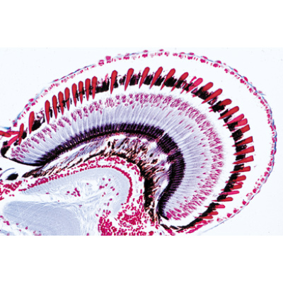 Crustáceos - Alemão, 1003859 [W13004], Preparados para microscopia LIEDER