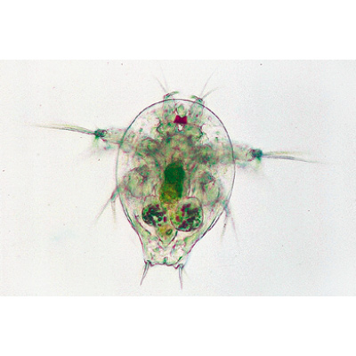 Crustac&eacute;s - Fran&ccedil;ais, 1003860 [W13004F], Lames microscopiques Fran&ccedil;ais