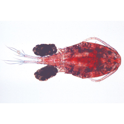 Crustacea - French, 1003860 [W13004F], Microscope Slides LIEDER