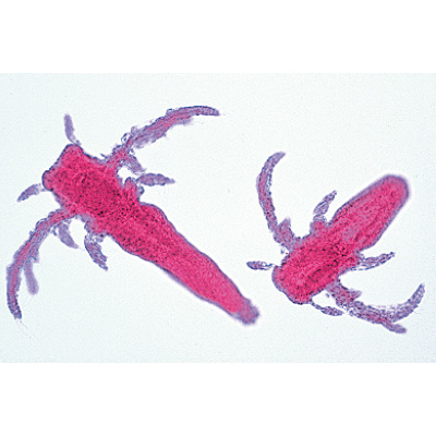 Crustacea - Portuguese Slides, 1003861 [W13004P], 显微镜载玻片