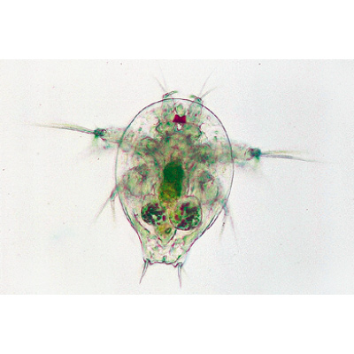 Crustacés - Espagnol, 1003862 [W13004S], Préparations microscopiques LIEDER