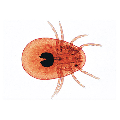 Arachnoidea and Myriapoda - French, 1003864 [W13005F], 显微镜载玻片