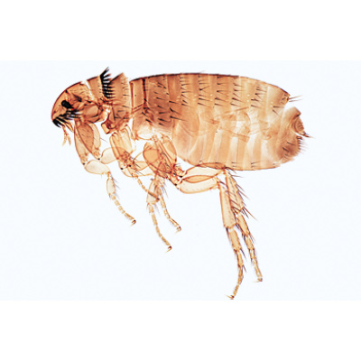 Insectes, série élémentaire grossie - Allemand, 1003867 [W13006], Préparations microscopiques LIEDER