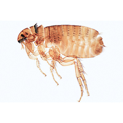 Insectes, série élémentaire grossie - Français, 1003868 [W13006F], Préparations microscopiques LIEDER