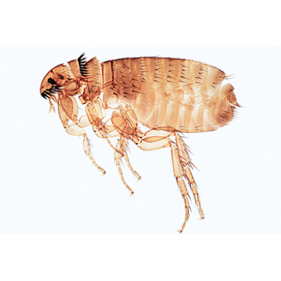 Insectes, s&eacute;rie &eacute;l&eacute;mentaire grossie - Fran&ccedil;ais, 1003868 [W13006F], Lames microscopiques Fran&ccedil;ais