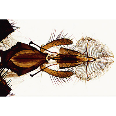 Насекомые (Insecta). На французском языке, 1003868 [W13006F], Микроскопы Слайды LIEDER