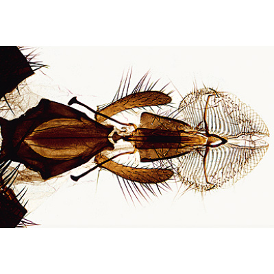 Insekten (Insecta) - Spanisch, 1003870 [W13006S], Mikropräparate LIEDER