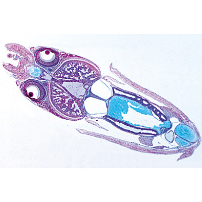 Weichtiere (Mollusca), Almanca (15'li), 1003871 [W13007], Almanca
