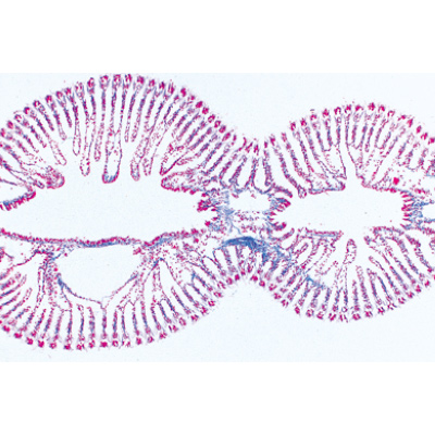 Моллюски. На немецком языке, 1003871 [W13007], Микроскопы Слайды LIEDER