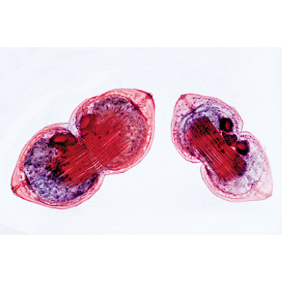 Mollusca - French, 1003872 [W13007F], Microscope Slides LIEDER