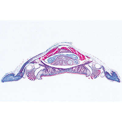 Mollusques - Français, 1003872 [W13007F], Préparations microscopiques LIEDER