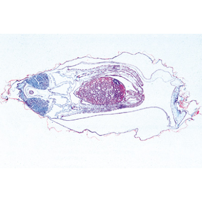 Mollusques - Portugais, 1003873 [W13007P], Lames microscopiques Portugais