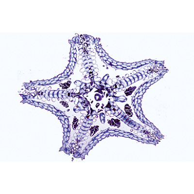 Échinoderme, bryozoaires et brachiopodes - Allemand, 1003875 [W13008], Préparations microscopiques LIEDER