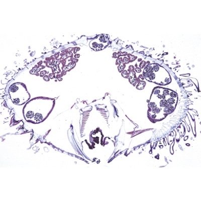 Stachelhäuter, Moostiere, Armfüßer (Echinodermata, Bryozoa, Brachiopoda), Almanca (10'lu), 1003875 [W13008], Mikroskop Kaydırıcılar LIEDER