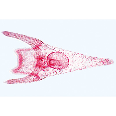 Échinoderme, bryozoaires et brachiopodes - Allemand, 1003875 [W13008], Lames microscopiques Allemand