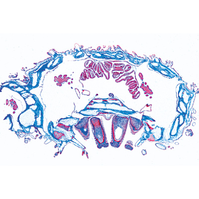 Échinoderme, bryozoaires et brachiopodes - Français, 1003876 [W13008F], Lames microscopiques Français