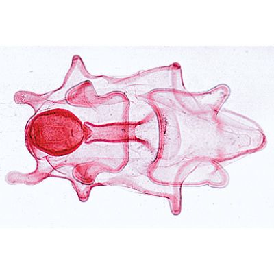Echinodermata, Bryozoa and Brachiopoda, Portekizce (10'lu), 1003877 [W13008P], Mikroskop Kaydırıcılar LIEDER
