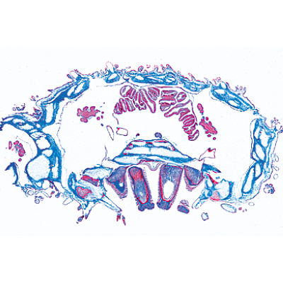 Échinoderme, bryozoaires et brachiopodes - Portugais, 1003877 [W13008P], Préparations microscopiques LIEDER
