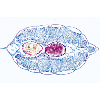 C&eacute;phalocord&eacute;s (Acrania) - Allemand, 1003879 [W13009], Lames microscopiques Allemand