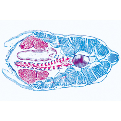 C&eacute;phalocord&eacute;s (Acrania) - Allemand, 1003879 [W13009], Lames microscopiques Allemand