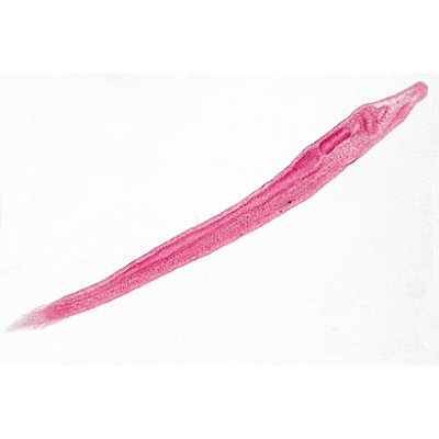 C&eacute;phalocord&eacute;s (Acrania) - Allemand, 1003879 [W13009], Lames microscopiques Allemand