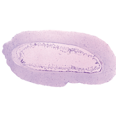 Céphalocordés (Acrania) - Allemand, 1003879 [W13009], Lames microscopiques Allemand