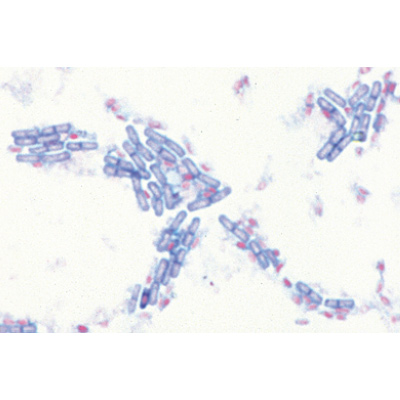 S&eacute;rie de base de bact&eacute;ries - Allemand, 1003884 [W13011], Lames microscopiques Allemand