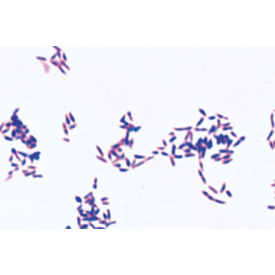 Бактерии, базовый набор. На немецком языке, 1003884 [W13011], Микроскопы Слайды LIEDER