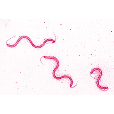 S&eacute;rie de base de bact&eacute;ries - Fran&ccedil;ais, 1003885 [W13011F], Lames microscopiques Fran&ccedil;ais
