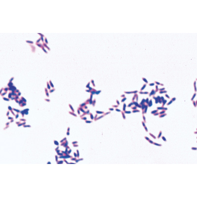 Bacteria, Basic Set - French, 1003885 [W13011F], 显微镜载玻片