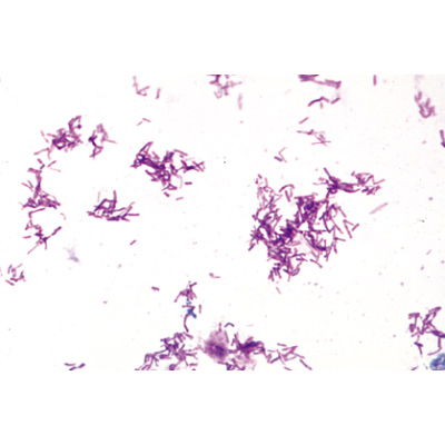 S&eacute;rie de base de bact&eacute;ries - Fran&ccedil;ais, 1003885 [W13011F], Lames microscopiques Fran&ccedil;ais