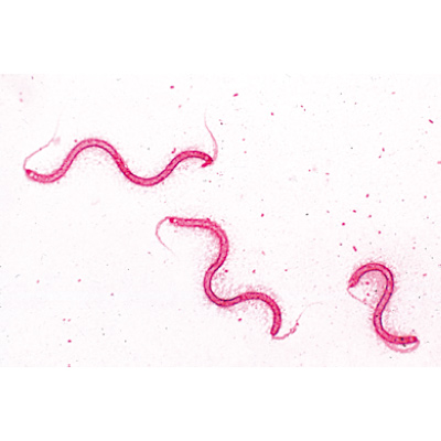 S&eacute;rie de base de bact&eacute;ries - Portugais, 1003886 [W13011P], Lames microscopiques Portugais