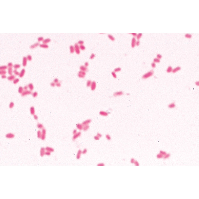 Bactérias Jogo Básico - Português, 1003886 [W13011P], Preparados para microscopia LIEDER